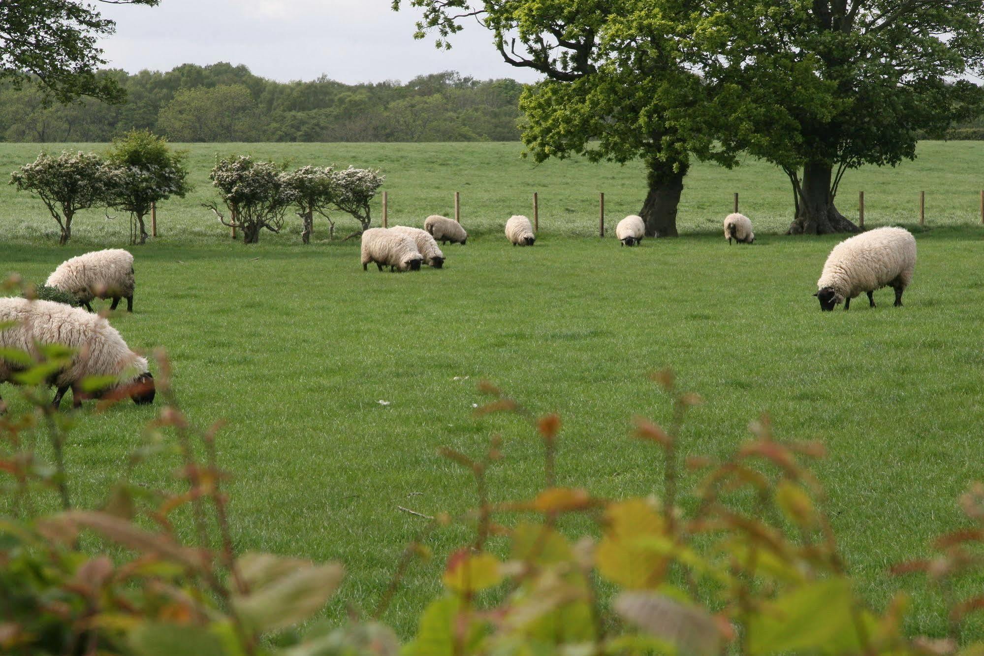 Northumberland Cottage B&B Acklington Екстер'єр фото